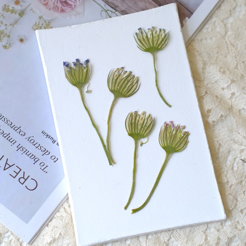 12個入りプレスエメラルドパールフラワー、天然乾燥品、DIY - Dried Flower Bookmark のレビューと価格