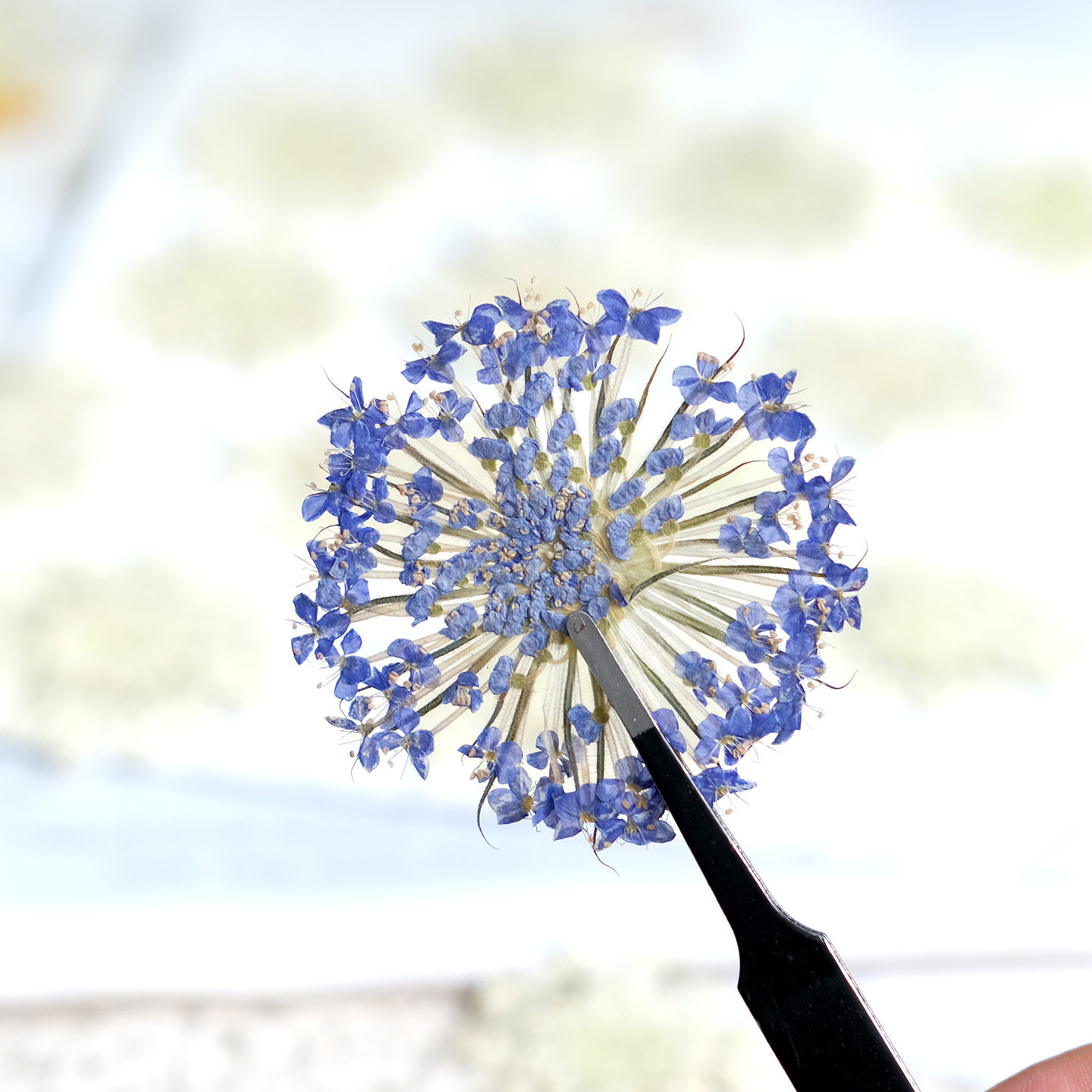 12個入りプレスエメラルドパールフラワー、天然乾燥品、DIY - Dried Flower Bookmark のレビューと価格