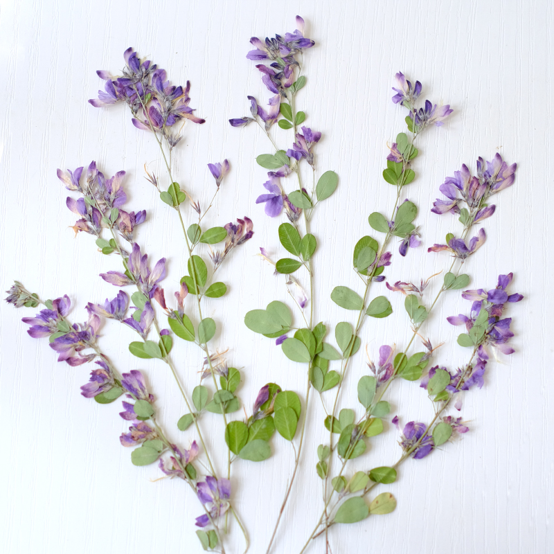 6個入り、天然レスペデザのドライプレスフラワー、植物標本絵画 - Dried Flower Bookmark のレビューと価格