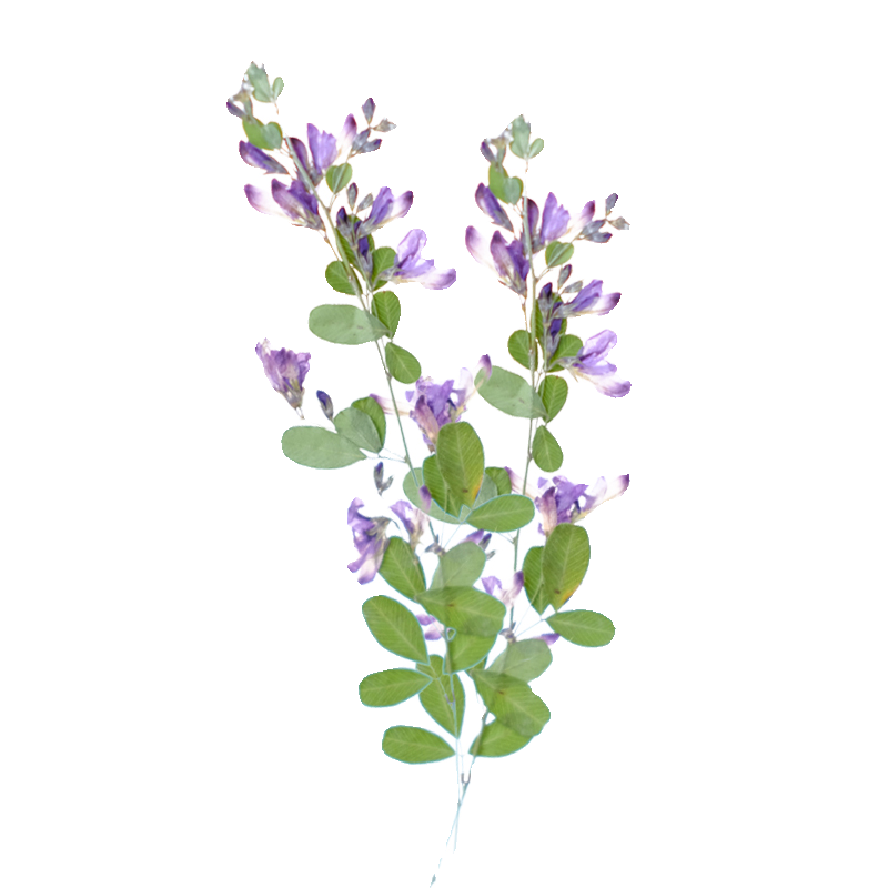 6個入り、天然レスペデザのドライプレスフラワー、植物標本絵画 - Dried Flower Bookmark のレビューと価格