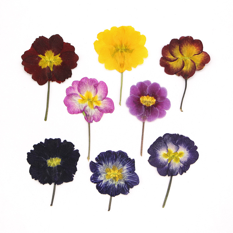 48個入り ヨーロッパ産プリムローズ ドライフラワー プレス - Dried Flower Bookmark のレビューと価格