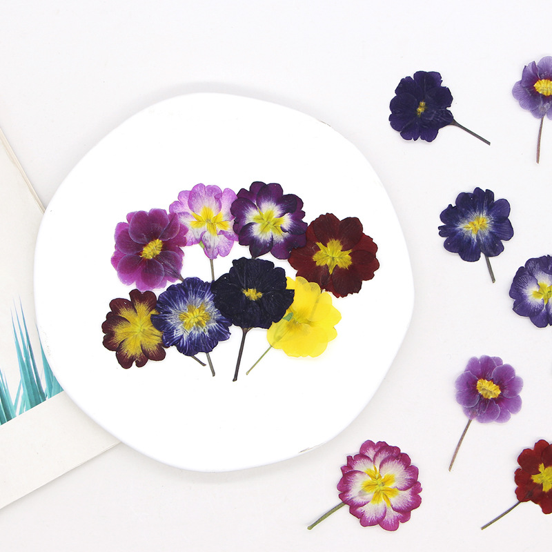 48個入り ヨーロッパ産プリムローズ ドライフラワー プレス - Dried Flower Bookmark のレビューと価格
