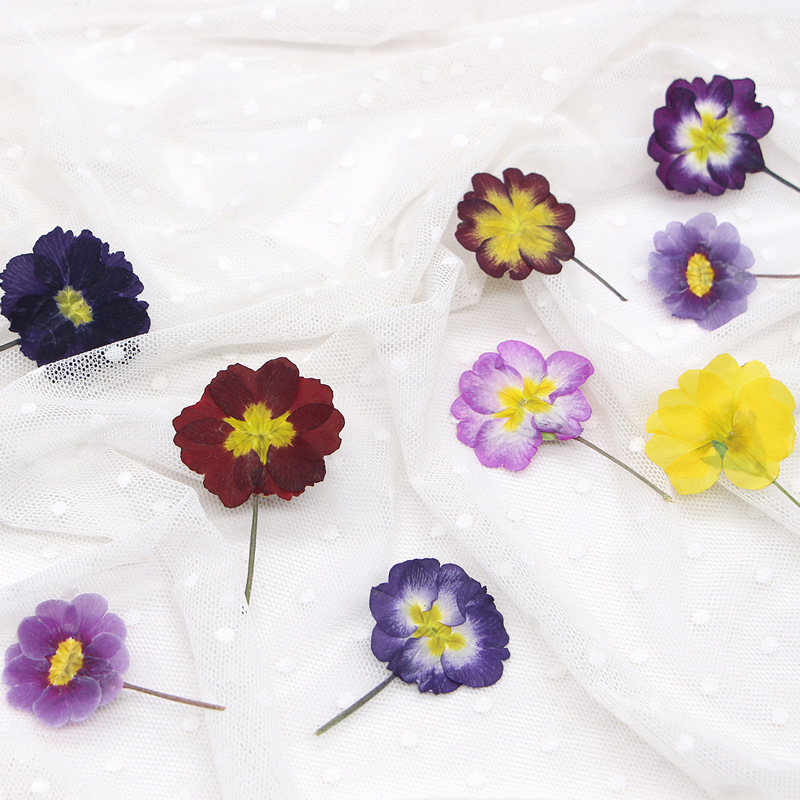 48個入り ヨーロッパ産プリムローズ ドライフラワー プレス - Dried Flower Bookmark のレビューと価格
