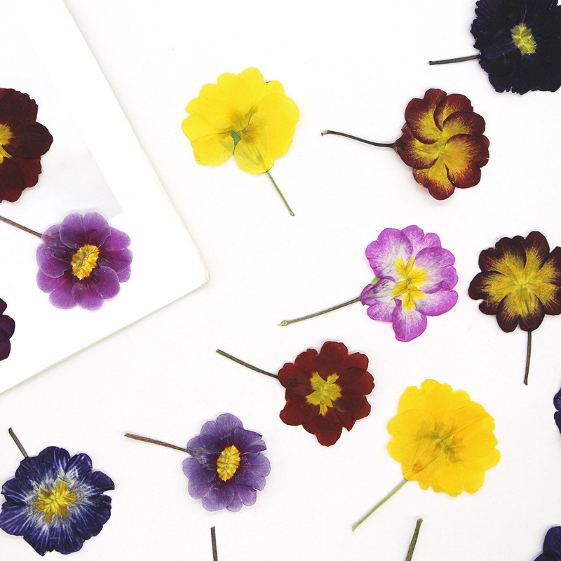 48個入り ヨーロッパ産プリムローズ ドライフラワー プレス - Dried Flower Bookmark のレビューと価格