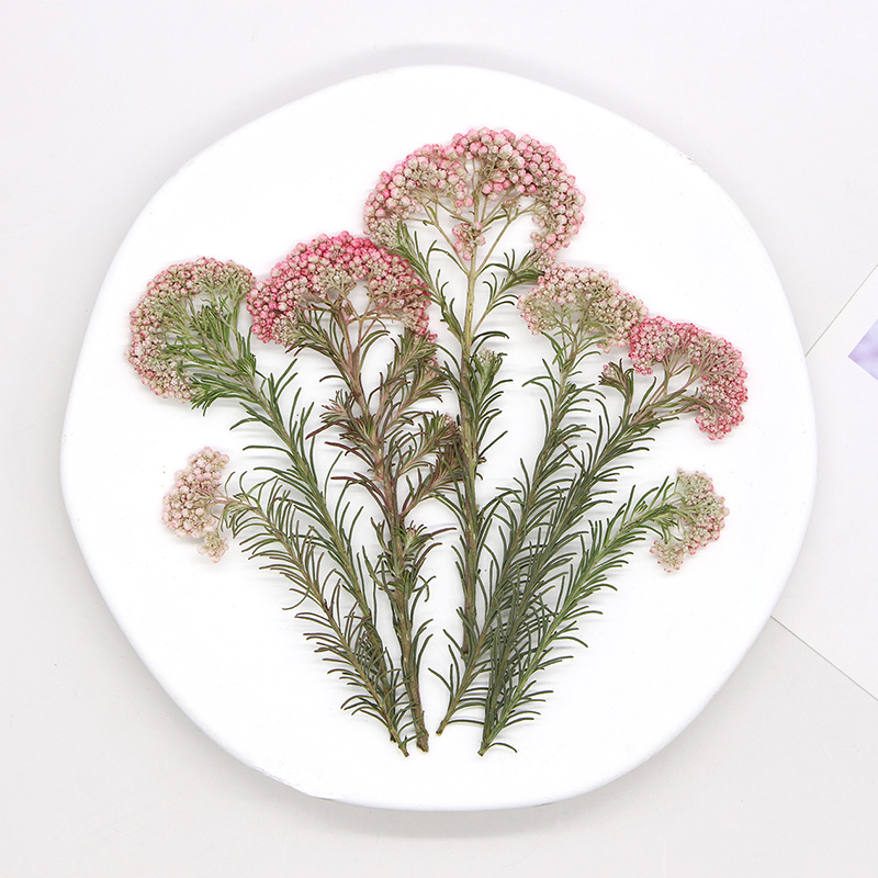12個入り、天然キビの花の枝、押し花DIY接着剤ドロップ携帯 - Dried Flower Bookmark のレビューと価格