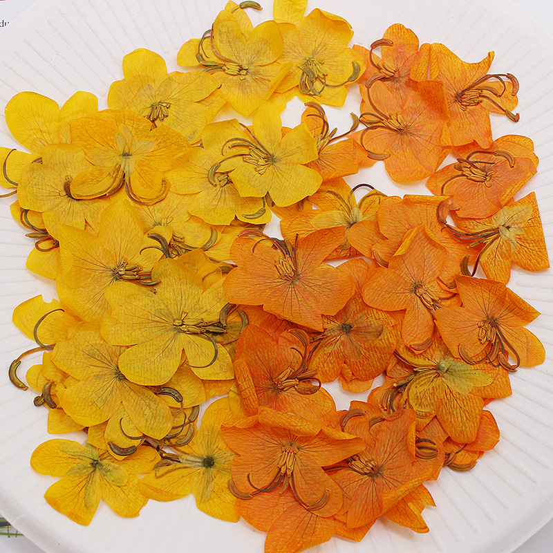 60 個乾燥圧縮黄色/オレンジカシア花植物ハーバリウムジュエ - Dried Flower Bookmark のレビューと価格