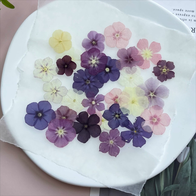 12個、半透明ニッチフロックス押し花 - 写真フレーム/樹脂 - Dried Flower Bookmark のレビューと価格