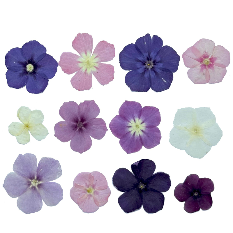 12個、半透明ニッチフロックス押し花 - 写真フレーム/樹脂 - Dried Flower Bookmark のレビューと価格